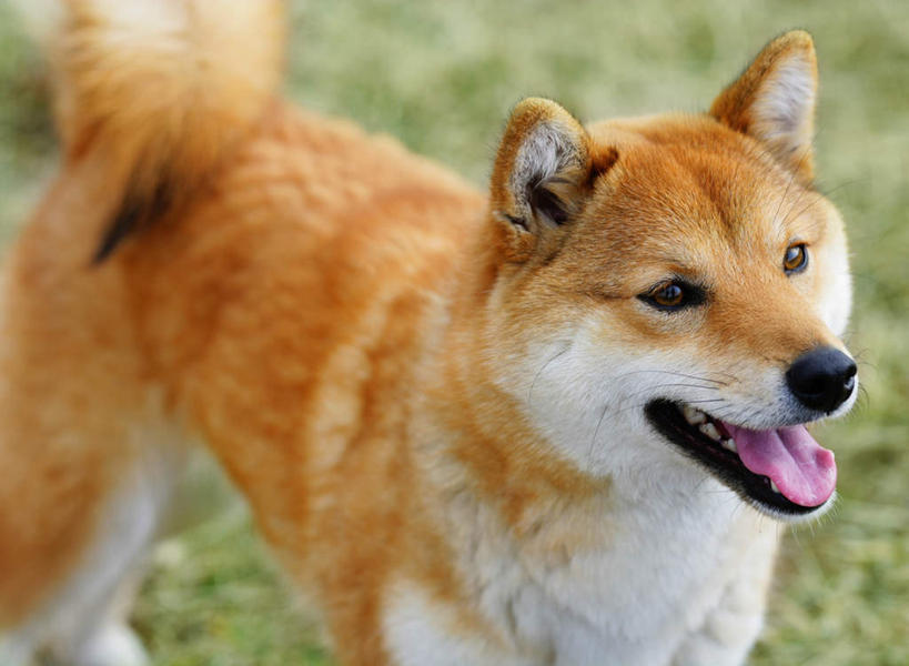 无人,站,横图,室外,特写,白天,正面,草地,草坪,美景,植物,宠物,狗,朦胧,模糊,景观,注视,草,一只,黄色,绿色,自然,动物,观察,看,站着,张嘴,景色,可爱,观看,察看,关注,自然风光,张大嘴巴,秋田犬,忠诚,日本秋田犬,张开嘴,犬,站立,半身,彩图