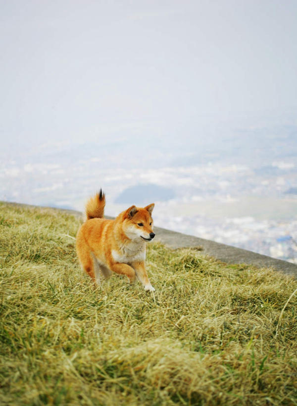 无人,坐,竖图,室外,白天,正面,草地,草坪,美景,植物,宠物,狗,朦胧,模糊,景观,乡村,注视,草,一只,黄色,蓝色,绿色,蓝天,天空,自然,动物,村庄,天,观察,看,景色,可爱,晴朗,观看,村落,察看,关注,自然风光,秋田犬,忠诚,万里无云,村子,日本秋田犬,晴空,晴空万里,犬,坐着,彩图,全身