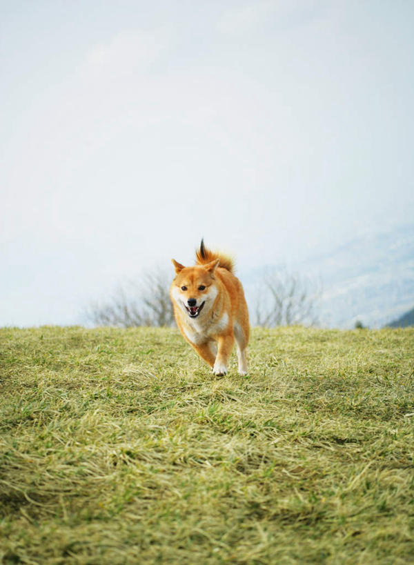 无人,走,竖图,室外,白天,正面,草地,草坪,美景,植物,宠物,狗,景观,云,云朵,云彩,注视,草,一只,黄色,蓝色,绿色,白云,蓝天,天空,自然,动物,天,观察,看,景色,可爱,晴朗,观看,察看,关注,自然风光,秋田犬,忠诚,日本秋田犬,晴空,犬,走路,彩图,全身