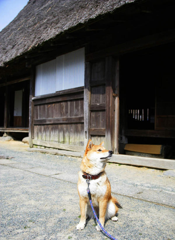 无人,家,坐,竖图,室外,白天,正面,门,宠物,狗,房屋,屋顶,屋子,地面,顶棚,注视,楼房,住宅,一只,黄色,动物,门框,观察,看,可爱,观看,察看,关注,狗链,秋田犬,忠诚,日本秋田犬,项圈,犬,坐着,彩图,全身,房子
