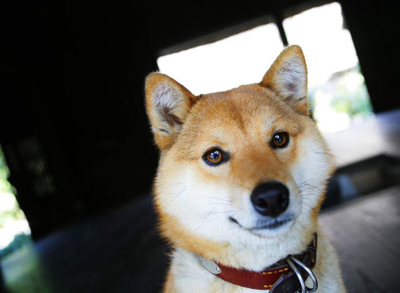 头,无人,坐,笑,微笑,横图,室内,特写,白天,正面,窗户,宠物,狗,阴影,朦胧,模糊,光线,影子,注视,玻璃窗,一只,黄色,红色,阳光,动物,观察,看,可爱,观看,察看,关注,秋田犬,忠诚,日本秋田犬,头部,项圈,犬,坐着,半身,彩图