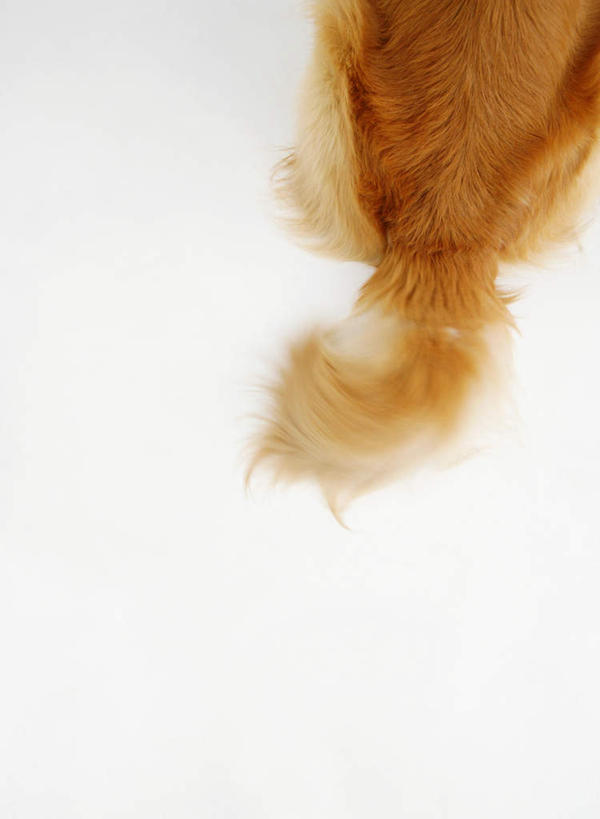 臀部,无人,坐,竖图,俯视,室内,特写,白天,白色背景,宠物,狗,尾巴,金毛犬,一只,动物,可爱,摄影,影棚,金毛,金毛猎犬,寻回犬,金毛寻回犬,忠诚,金毛狗,金毛寻回狗,寻回狗,屁股,犬,坐着,半身,彩图,高角度拍摄,影棚拍摄,拍摄