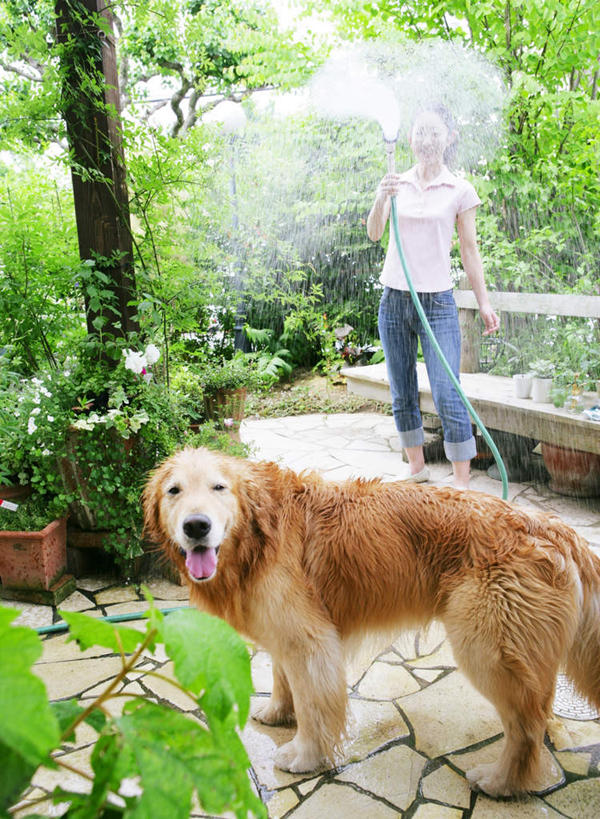 东方人,一个人,站,竖图,室外,白天,正面,冲洗,水,植物,宠物,狗,亚洲,仅一个女性,仅一个人,阴影,飞溅,服装,朦胧,模糊,溅,光线,管子,盆栽,液体,影子,水滴,盆景,扭头,洒,注视,休闲装,黄种人,金毛犬,水管,吐舌头,水珠,树,树木,一只,衣服,绿色,阳光,自然,动物,观察,看,站着,转头,仅一个中年女性,休闲,休闲服,可爱,服饰,金毛,生长,成长,观看,察看,金毛猎犬,关注,喷洒,寻回犬,金毛寻回犬,忠诚,金毛狗,金毛寻回狗,寻回狗,女人,女性,中年女性,亚洲人,犬,撒,站立,彩图,全身