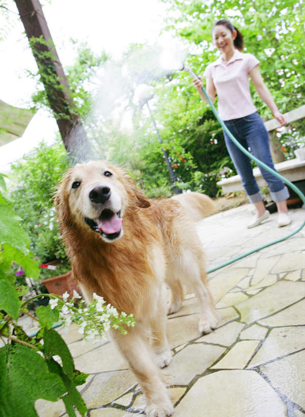 东方人,一个人,站,竖图,室外,白天,正面,冲洗,水,植物,宠物,狗,亚洲,仅一个女性,仅一个人,阴影,飞溅,服装,朦胧,模糊,溅,光线,管子,盆栽,液体,影子,水滴,盆景,扭头,洒,注视,休闲装,黄种人,金毛犬,水管,吐舌头,水珠,树,树木,一只,衣服,绿色,阳光,自然,动物,观察,看,站着,转头,仅一个中年女性,休闲,休闲服,可爱,服饰,金毛,生长,成长,观看,察看,金毛猎犬,关注,喷洒,寻回犬,金毛寻回犬,忠诚,金毛狗,金毛寻回狗,寻回狗,女人,女性,中年女性,亚洲人,犬,撒,站立,彩图,全身