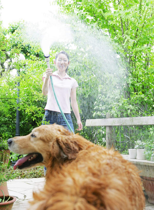 东方人,一个人,站,竖图,室外,白天,正面,冲洗,水,植物,宠物,狗,亚洲,仅一个女性,仅一个人,阴影,飞溅,服装,朦胧,模糊,溅,光线,管子,盆栽,液体,影子,水滴,盆景,扭头,洒,注视,休闲装,黄种人,金毛犬,水管,吐舌头,水珠,树,树木,一只,衣服,绿色,阳光,自然,动物,观察,看,站着,转头,仅一个中年女性,休闲,休闲服,可爱,服饰,金毛,生长,成长,观看,察看,金毛猎犬,关注,喷洒,寻回犬,金毛寻回犬,忠诚,金毛狗,金毛寻回狗,寻回狗,女人,女性,中年女性,亚洲人,犬,撒,站立,半身,彩图