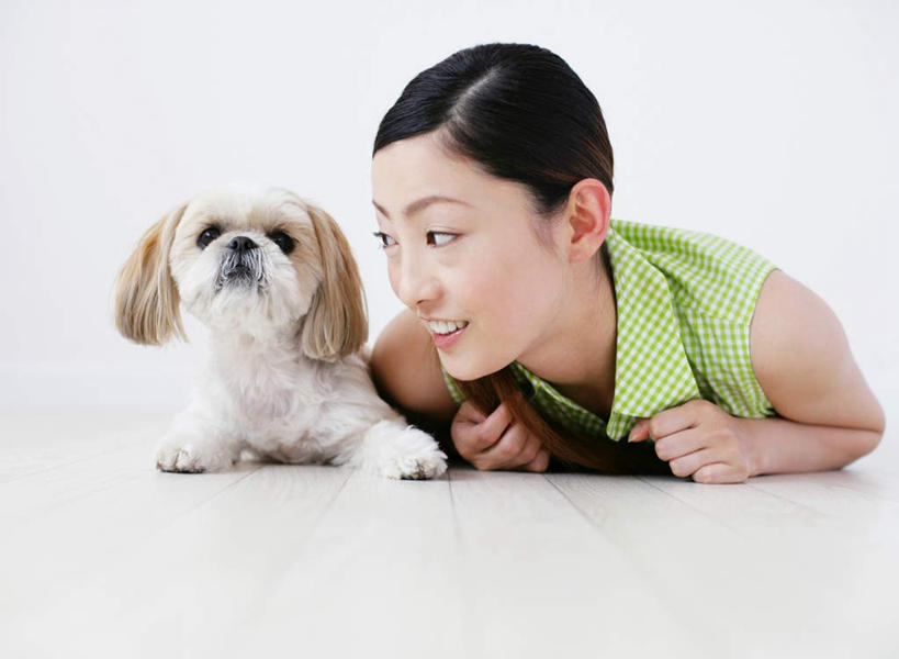 东方人,一个人,笑,微笑,露齿笑,横图,室内,白天,白色背景,正面,宠物,狗,亚洲,仅一个年轻女性,仅一个女性,仅一个人,阴影,服装,反射,影子,扭头,注视,休闲装,黄种人,北京犬,狮子狗,一只,衣服,绿色,动物,观察,看,趴着,转头,休闲,休闲服,可爱,摄影,服饰,影棚,观看,察看,关注,忠诚,北京宫廷犬,京巴,年轻女性,女人,女性,亚洲人,犬,趴,彩图,全身,影棚拍摄,拍摄