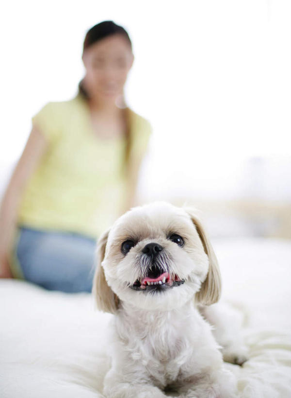 东方人,一个人,坐,笑,微笑,露齿笑,竖图,室内,白天,正面,窗户,窗帘,床,卧室,宠物,狗,亚洲,仅一个年轻女性,仅一个女性,仅一个人,服装,朦胧,模糊,装饰,双人床,床单,注视,休闲装,黄种人,北京犬,狮子狗,被子,玻璃窗,一只,衣服,绿色,帘子,动物,观察,看,休闲,休闲服,遮阳,可爱,服饰,观看,华丽,修饰,点缀,察看,被单,关注,忠诚,衬托,美观,雅致,雅观,北京宫廷犬,京巴,年轻女性,女人,女性,亚洲人,犬,坐着,半身,彩图,睡房,卧房