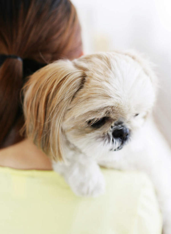 东方人,脸,头,脸颊,一个人,站,竖图,室内,特写,白天,宠物,狗,亚洲,仅一个年轻女性,仅一个女性,仅一个人,阴影,服装,朦胧,模糊,反射,影子,休闲装,黄种人,北京犬,狮子狗,肩膀,一只,骑,背面,衣服,动物,扛,站着,休闲,休闲服,可爱,服饰,忠诚,北京宫廷犬,京巴,扛在肩上,骑在肩上,年轻女性,女人,女性,亚洲人,头部,脸部,脸蛋,面部,犬,站立,半身,彩图