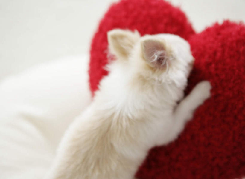 无人,横图,室内,白天,靠垫,宠物,狗,朦胧,模糊,靠枕,吉娃娃,一只,背面,红色,动物,垫子,枕头,趴着,可爱,忠诚,芝娃娃,奇娃娃,吉娃娃犬,齐花花,犬,趴,半身,彩图