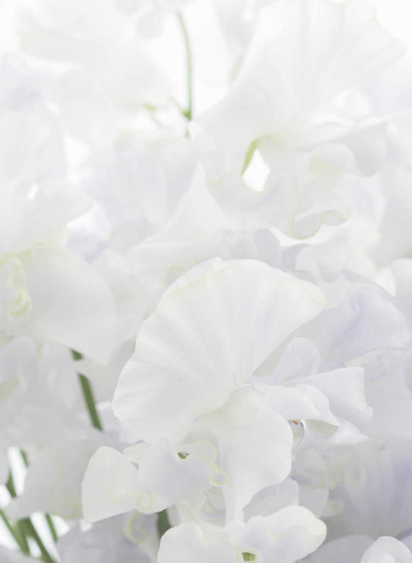 无人,竖图,俯视,室内,特写,白天,白色背景,阴影,朦胧,模糊,盛开,反射,影子,香豌豆,花蕾,花,花瓣,花朵,鲜花,白色,花苞,花蕊,摄影,影棚,豌豆花,腐香豌豆,花豌豆,彩图,高角度拍摄,影棚拍摄,拍摄