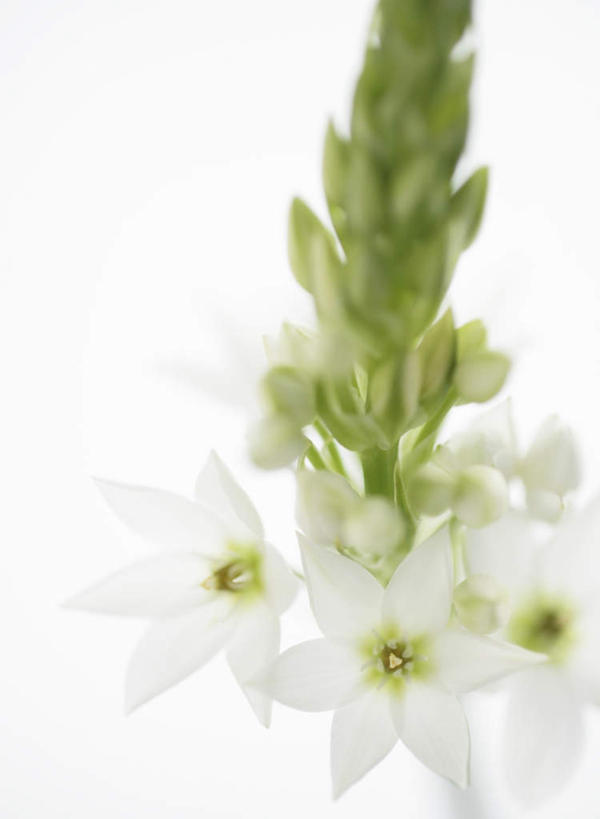 无人,竖图,俯视,室内,特写,白天,白色背景,阴影,朦胧,模糊,盛开,反射,影子,花蕾,花,花瓣,花朵,鲜花,花苞,花蕊,摄影,影棚,虎眼万年青,海葱,葫芦兰,鸟乳花,玻璃球花,彩图,高角度拍摄,影棚拍摄,拍摄