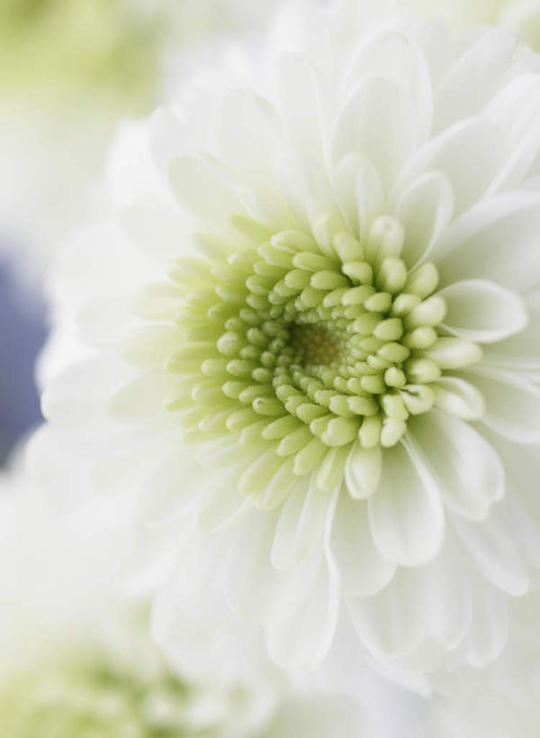 无人,竖图,俯视,室内,特写,白天,阴影,朦胧,模糊,盛开,反射,影子,大丽花,花蕾,花,花瓣,花朵,鲜花,花苞,花蕊,菊花,大理花,大丽菊,富丽,大方,彩图,高角度拍摄