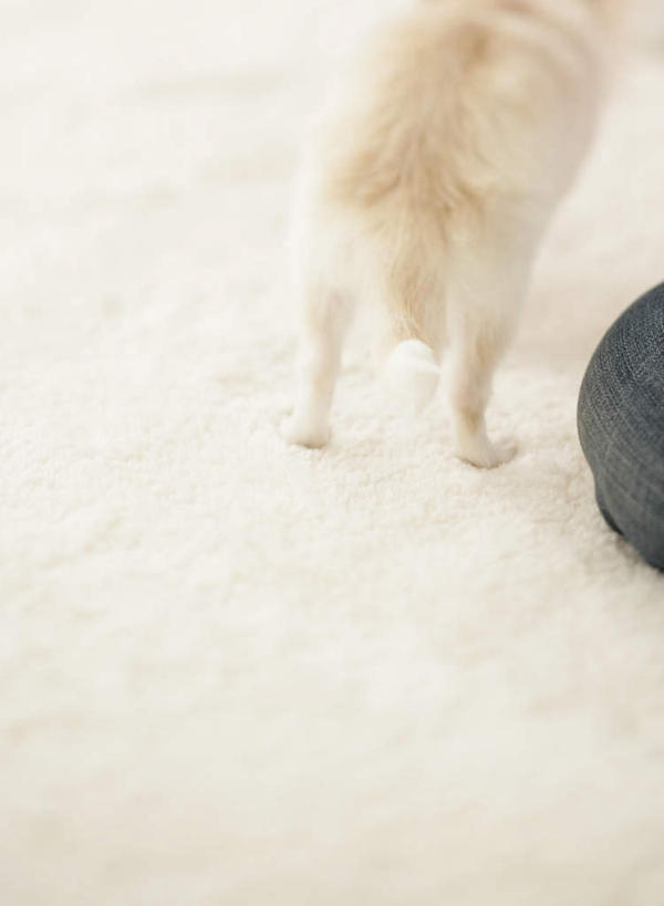 无人,站,竖图,俯视,室内,白天,宠物,狗,朦胧,模糊,吉娃娃,塌塌米,榻榻米,一只,动物,站着,可爱,忠诚,芝娃娃,奇娃娃,吉娃娃犬,齐花花,叠席,犬,站立,半身,彩图,高角度拍摄