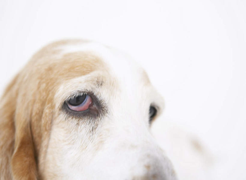 头,无人,横图,室内,特写,白天,白色背景,正面,宠物,狗,朦胧,模糊,注视,巴吉度猎犬,一只,黄色,白色,动物,观察,看,可爱,摄影,影棚,观看,巴吉度,察看,关注,忠诚,法国短脚猎犬,头部,犬,半身,彩图,影棚拍摄,拍摄