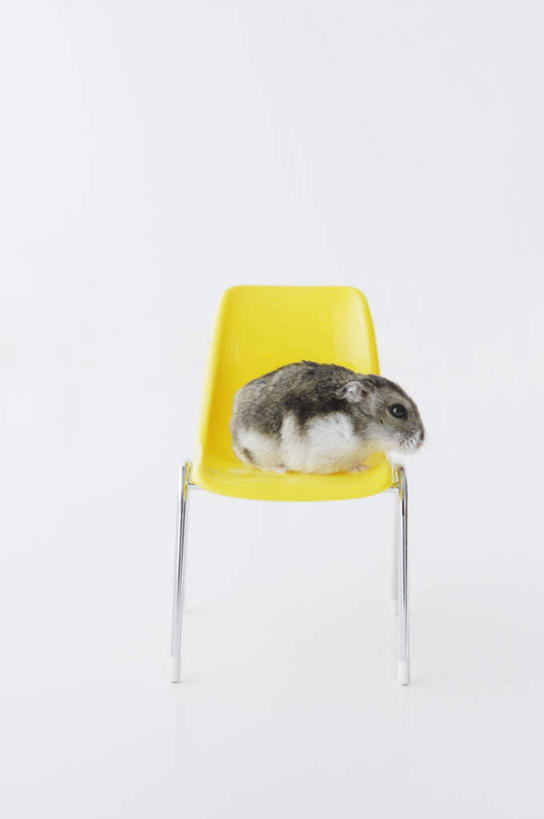 无人,蹲,竖图,室内,白天,白色背景,侧面,野生动物,椅子,仓鼠,塑料,注视,一只,黄色,灰色,动物,塑料制品,观察,看,可爱,摄影,活泼,影棚,观看,鼠,察看,关注,搬仓鼠,腮鼠,蹲着,彩图,全身,影棚拍摄,拍摄