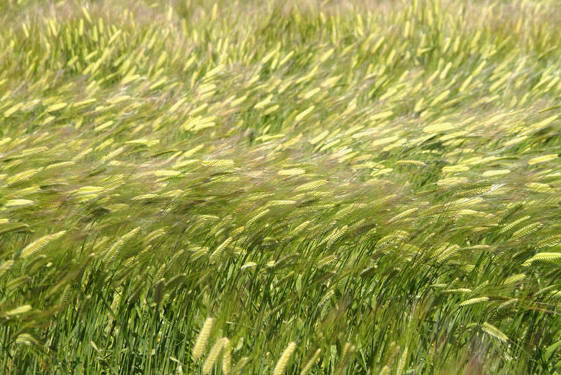 无人,农田,横图,俯视,室外,特写,白天,庄稼,农作物,小麦,美景,福冈县,日本,亚洲,朦胧,模糊,景观,谷物,自然,波浪,景色,麦子,自然风光,东亚,福冈,日本国,九州本岛,九州,九州岛,九州地方,彩图,高角度拍摄,耕地,庄稼田