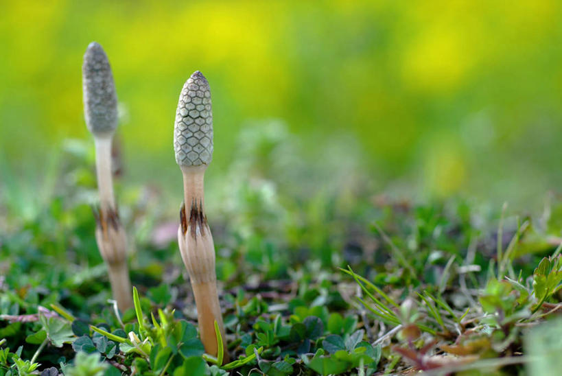 无人,横图,室外,特写,白天,正面,草地,草坪,美景,植物,日本,亚洲,朦胧,模糊,景观,草,绿色,自然,景色,自然风光,东亚,日本国,问荆,接续草,公母草,搂接草,空心草,马蜂草,猪鬃草,黄蚂草,节节草,接骨草,彩图,木贼