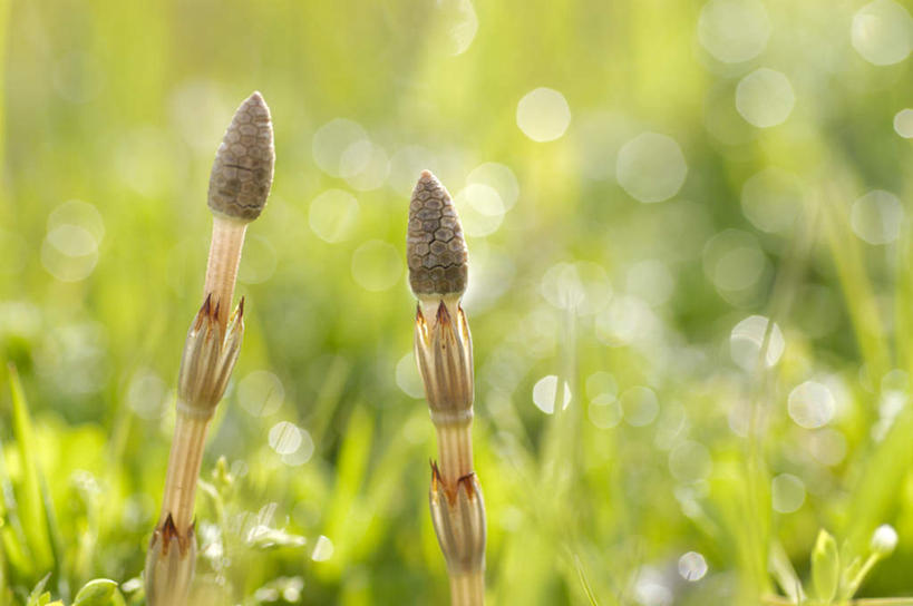 无人,横图,室外,特写,白天,正面,草地,草坪,美景,植物,日本,亚洲,朦胧,模糊,景观,草,两个,绿色,自然,景色,自然风光,东亚,日本国,九州本岛,九州,九州岛,九州地方,问荆,接续草,公母草,搂接草,空心草,马蜂草,猪鬃草,黄蚂草,节节草,接骨草,彩图,木贼