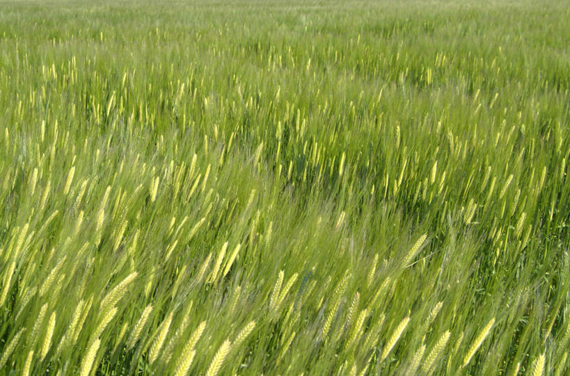 无人,农田,横图,俯视,室外,白天,庄稼,农作物,小麦,美景,福冈县,日本,亚洲,朦胧,模糊,景观,谷物,自然,波浪,景色,麦子,自然风光,东亚,福冈,日本国,九州本岛,九州,九州岛,九州地方,彩图,高角度拍摄,耕地,庄稼田