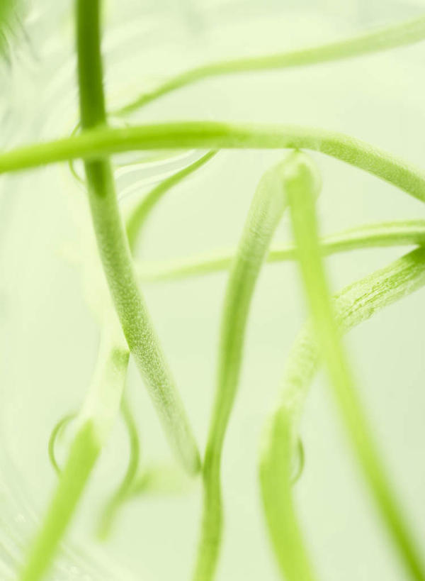 无人,竖图,室外,特写,白天,正面,美景,水,植物,波纹,朦胧,模糊,液体,景观,水滴,水草,涟漪,水纹,自然,波浪,景色,生长,成长,自然风光,水晕,彩图