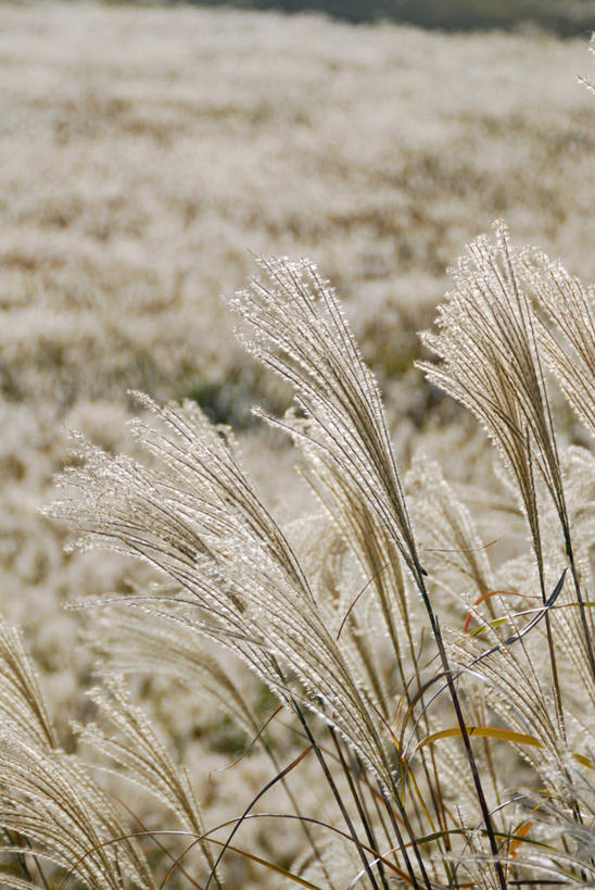无人,竖图,俯视,室外,特写,白天,美景,日本,亚洲,朦胧,模糊,景观,芒草,自然,景色,自然风光,东亚,五节芒,日本国,九州本岛,九州,九州岛,九州地方,管草,管芒,寒芒,彩图,高角度拍摄