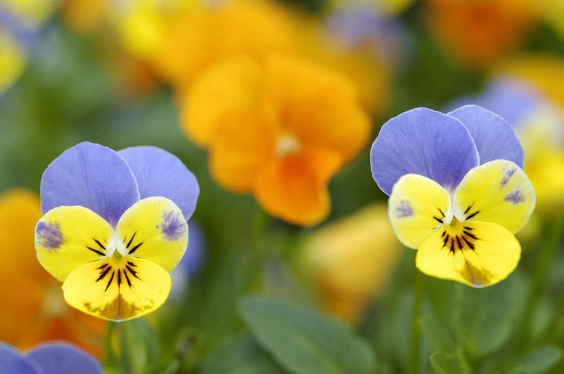 无人,横图,俯视,室外,特写,白天,花海,花圃,美景,植物,叶子,日本,亚洲,朦胧,模糊,盛开,景观,三色堇,花蕾,花,花瓣,花朵,花卉,鲜花,绿色,自然,花丛,花束,花田,蝴蝶花,花苞,花蕊,景色,自然风光,东亚,日本国,九州本岛,九州,九州岛,九州地方,三色堇菜,人面花,猫脸花,阳蝶花,鬼脸花,猫儿脸,彩图,高角度拍摄