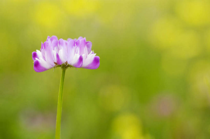 无人,横图,室外,特写,白天,正面,花海,花圃,美景,植物,叶子,日本,亚洲,朦胧,模糊,盛开,景观,花蕾,花,花瓣,花朵,花卉,鲜花,一朵,绿色,紫色,自然,花丛,花束,花田,花苞,花蕊,景色,自然风光,东亚,紫云英,红花草,日本国,九州本岛,九州,九州岛,九州地方,翘摇,彩图