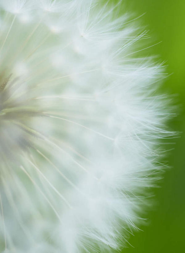 无人,竖图,室外,特写,白天,正面,爱情,美景,蒲公英,福冈县,日本,亚洲,朦胧,模糊,盛开,景观,花蕾,花,花瓣,花朵,鲜花,一朵,白色,自然,花苞,花蕊,景色,自然风光,东亚,福冈,日本国,九州本岛,九州,九州岛,九州地方,开朗,蒲公草,尿床草,彩图