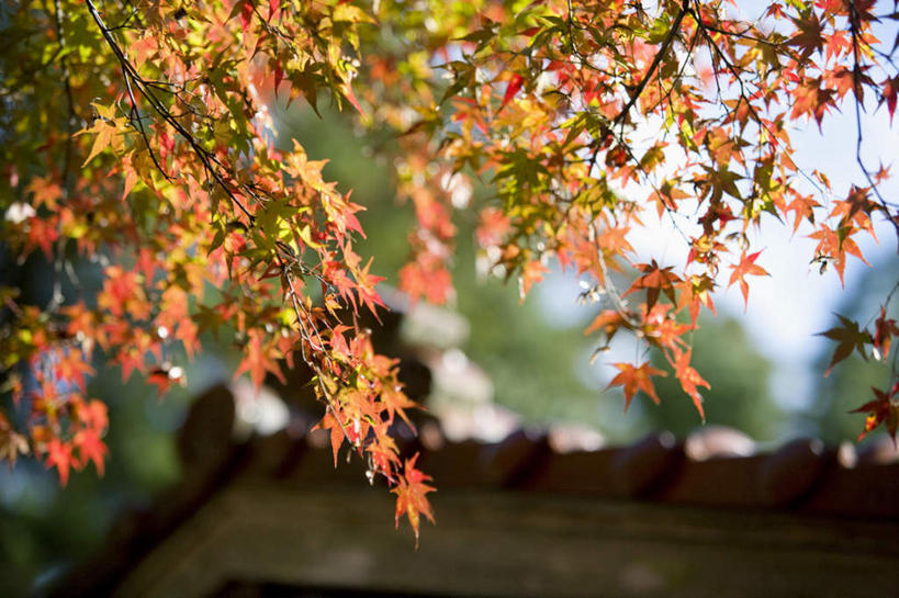 无人,横图,室外,特写,白天,正面,旅游,度假,美景,秋季,枫树,叶子,阴影,朦胧,模糊,光线,影子,景观,枫叶,枯叶,落叶,娱乐,黄色,红色,阳光,自然,享受,休闲,景色,放松,枫树叶,自然风光,槭树,鸡爪槭,叶,叶片,秋,秋天,鸡爪枫,彩图