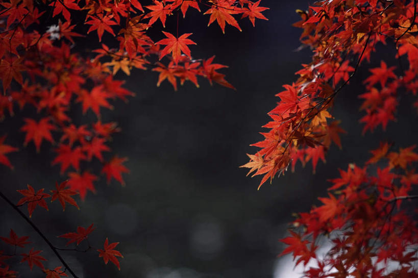 无人,横图,室外,特写,白天,正面,旅游,度假,美景,秋季,枫树,叶子,阴影,朦胧,模糊,光线,影子,景观,枫叶,枯叶,落叶,娱乐,黄色,红色,阳光,自然,享受,休闲,景色,放松,枫树叶,自然风光,槭树,鸡爪槭,叶,叶片,秋,秋天,鸡爪枫,彩图