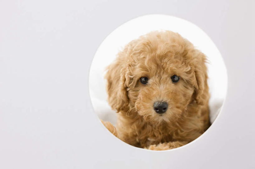 无人,横图,室内,特写,白天,白色背景,正面,宠物,狗,棕色,注视,贵宾犬,泰迪犬,一只,动物,观察,看,可爱,摄影,影棚,观看,察看,关注,贵妇犬,忠诚,玩具贵宾犬,泰迪,犬,半身,彩图,影棚拍摄,拍摄