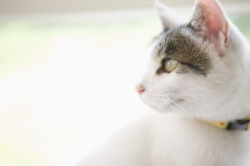 头,无人,横图,室内,特写,白天,侧面,宠物,猫,朦胧,模糊,注视,一只,动物,观察,看,可爱,观看,察看,关注,猫咪,头部,半身,彩图