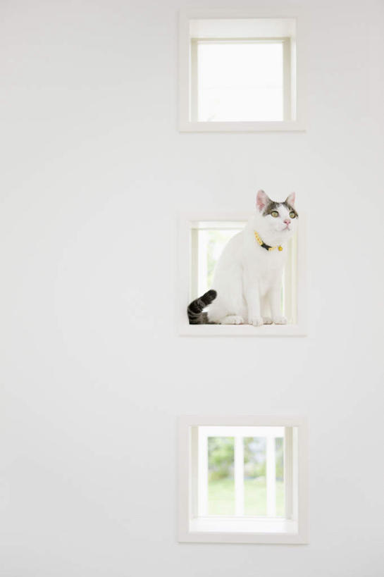 无人,坐,竖图,室内,白天,侧面,窗户,宠物,猫,墙,注视,玻璃窗,墙壁,墙面,一只,白色,黑色,动物,观察,看,可爱,观看,察看,关注,猫咪,坐着,彩图,全身