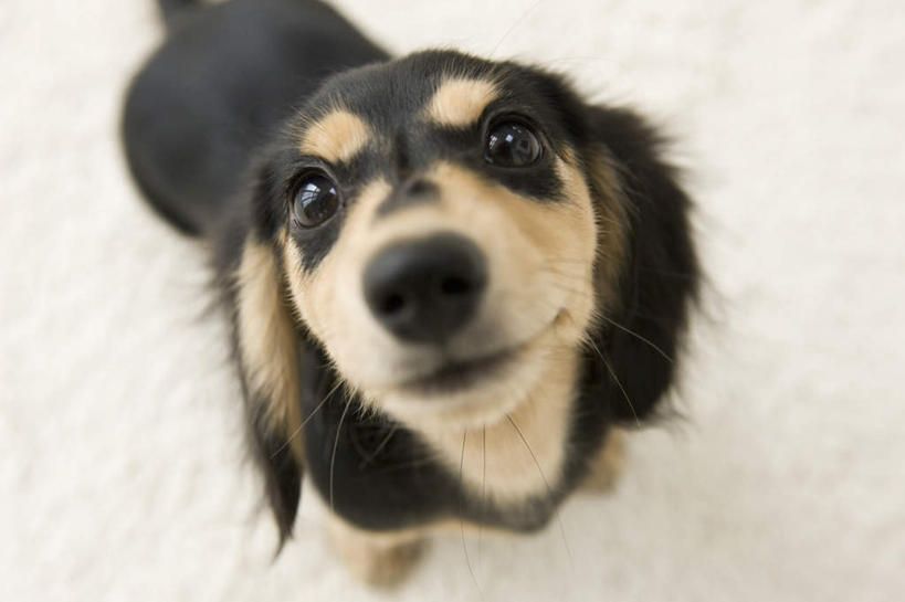 头,无人,站,横图,俯视,室内,特写,白天,地毯,宠物,狗,装饰,编织,手工艺品,棕色,织物,猎犬,注视,一只,黑色,动物,工艺品,观察,看,站着,可爱,观看,华丽,修饰,点缀,察看,关注,德国猎犬,忠诚,衬托,美观,雅致,雅观,昂首,头部,犬,抬头,仰头,站立,半身,彩图,高角度拍摄