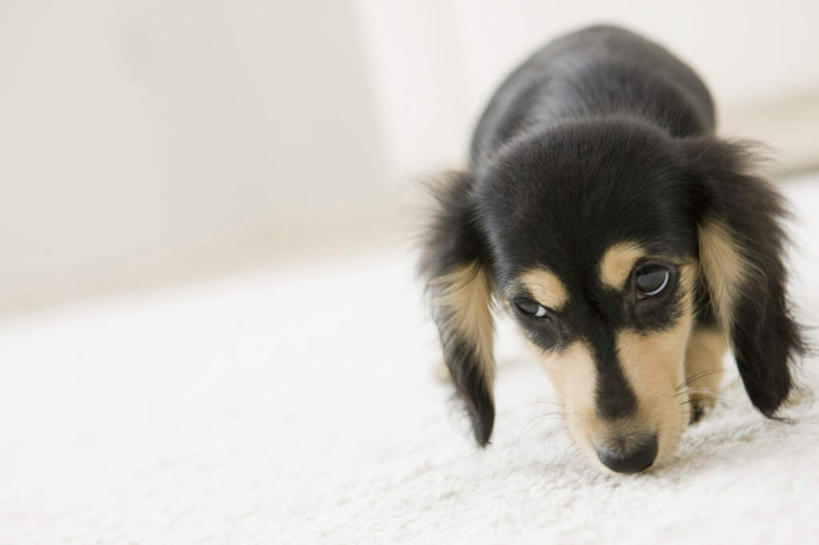 无人,站,横图,室内,白天,正面,地毯,宠物,狗,装饰,编织,手工艺品,棕色,织物,猎犬,注视,闻,一只,黑色,动物,工艺品,低头,观察,看,站着,可爱,观看,华丽,修饰,点缀,察看,嗅,关注,德国猎犬,忠诚,衬托,美观,雅致,雅观,犬,站立,彩图,全身