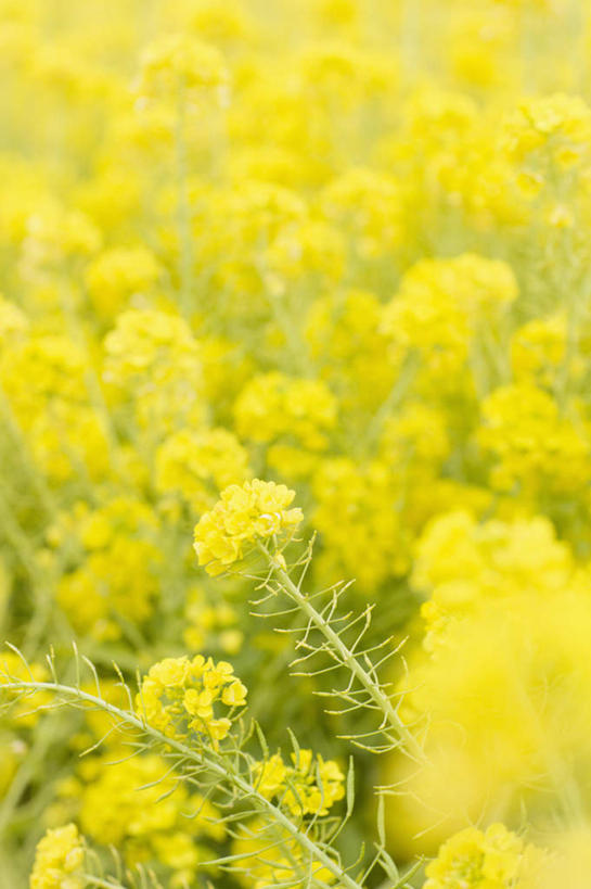 无人,竖图,室外,特写,白天,正面,旅游,度假,花海,花圃,美景,植物,叶子,阴影,朦胧,模糊,盛开,光线,影子,景观,花蕾,娱乐,花,花瓣,花朵,花卉,鲜花,黄色,绿色,阳光,自然,花丛,花束,花田,花苞,花蕊,享受,休闲,景色,放松,自然风光,油菜,油白菜,彩图,芸薹
