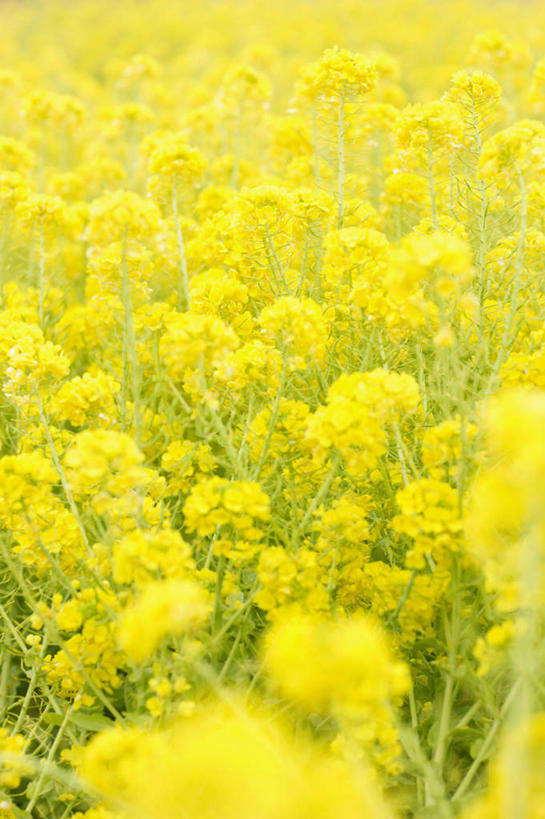 无人,竖图,室外,特写,白天,正面,旅游,度假,花海,花圃,美景,植物,叶子,阴影,朦胧,模糊,盛开,光线,影子,景观,花蕾,娱乐,花,花瓣,花朵,花卉,鲜花,黄色,绿色,阳光,自然,花丛,花束,花田,花苞,花蕊,享受,休闲,景色,放松,自然风光,油菜,油白菜,彩图,芸薹