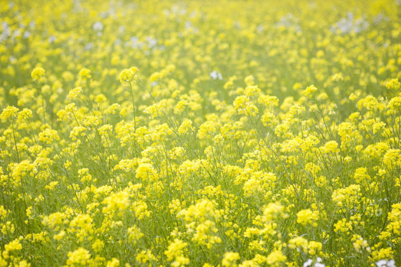 无人,农田,横图,俯视,室外,特写,白天,旅游,度假,庄稼,农作物,花海,花圃,美景,植物,叶子,日本,亚洲,朦胧,模糊,盛开,透明,景观,辉煌,花蕾,娱乐,花,花瓣,花朵,花卉,鲜花,黄色,绿色,自然,花丛,花束,花田,花苞,花蕊,享受,休闲,健康,景色,放松,活泼,希望,暖色,自然风光,光辉,东亚,油菜,日本国,光明,功名,轻快,油白菜,彩图,高角度拍摄,耕地,庄稼田,芸薹