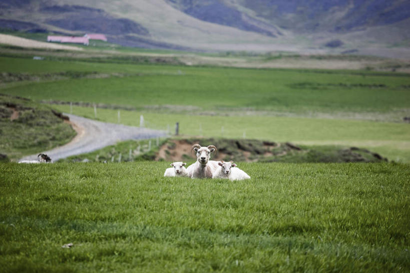无人,家,栏杆,坐,横图,俯视,室外,白天,草地,草坪,美景,植物,道路,路,公路,羊,三只,阴影,光线,影子,房屋,屋子,景观,云,云朵,围栏,交通,云彩,注视,护栏,楼房,住宅,草,蓝色,绿色,白云,蓝天,天空,阳光,自然,动物,天,观察,看,家畜,景色,牲畜,晴朗,观看,察看,关注,自然风光,晴空,马路,绵羊,坐着,彩图,高角度拍摄,房子