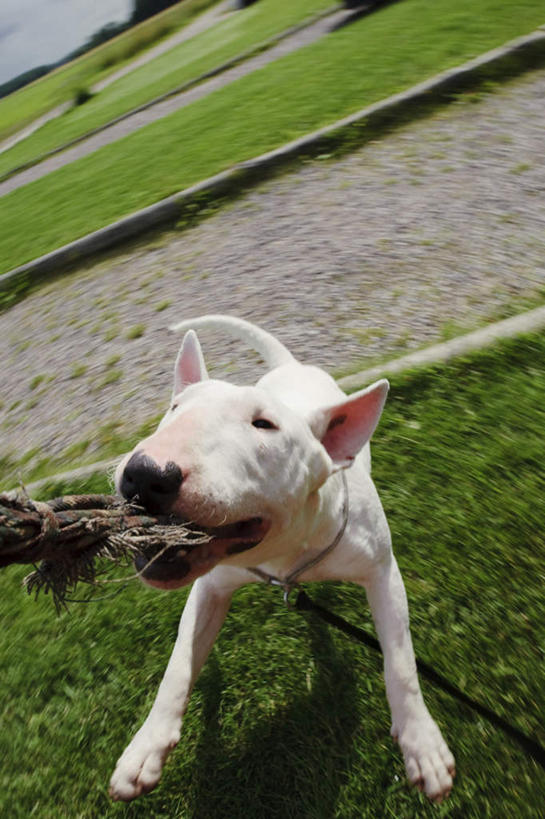 无人,站,竖图,俯视,室外,白天,草地,草坪,植物,宠物,狗,咬,装饰,草,一只,绿色,白色,动物,绳子,围巾,站着,温暖,可爱,围脖,保暖,绳索,华丽,点缀,咬着,御寒,忠诚,衬托,美观,雅致,雅观,犬,站立,彩图,高角度拍摄