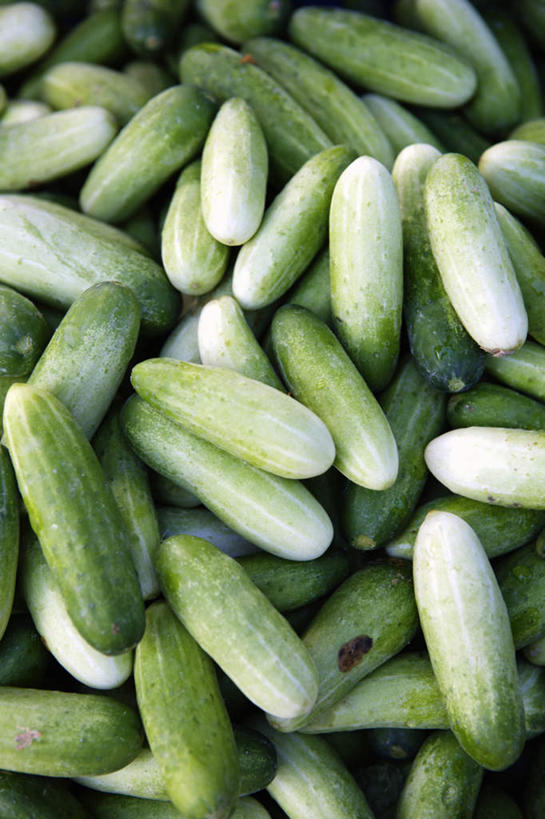 无人,竖图,俯视,室外,白天,黄瓜,蔬菜,一堆,许多,堆积,新鲜,食品,食物,绿色,有机食品,绿色食品,堆,青瓜,胡瓜,彩图,高角度拍摄