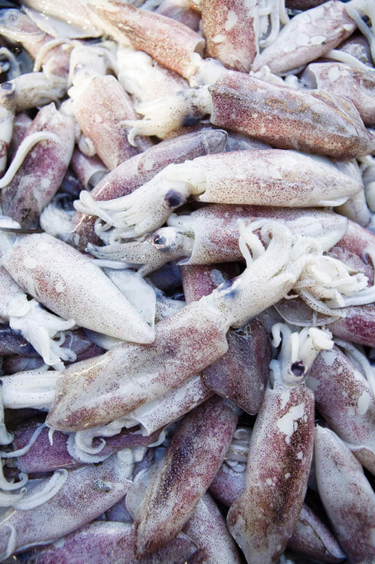 海鲜,无人,竖图,俯视,室外,白天,鱿鱼,一堆,许多,堆叠,堆积,水产,海洋生物,堆,水生动物,海产品,水生物,海底动物,柔鱼,枪乌贼,彩图,高角度拍摄
