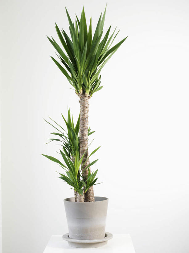 无人,竖图,室内,白天,白色背景,正面,植物,棕榈树,花盆,盆栽,盆景,树,树木,一个,绿色,自然,摄影,影棚,生长,单个,成长,彩图,影棚拍摄,拍摄