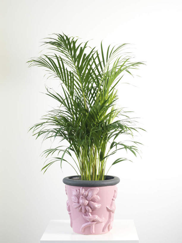 无人,竖图,室内,白天,白色背景,正面,植物,棕榈树,花盆,盆栽,盆景,树,树木,一个,粉色,绿色,自然,摄影,影棚,生长,单个,成长,彩图,影棚拍摄,拍摄