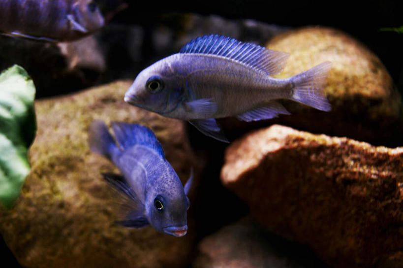 游泳,无人,横图,室外,白天,侧面,石头,美景,水,两条,鱼,石子,液体,景观,水滴,鱼类,水族馆,紫色,自然,景色,自然风光,泅水,石块,岩石,彩图