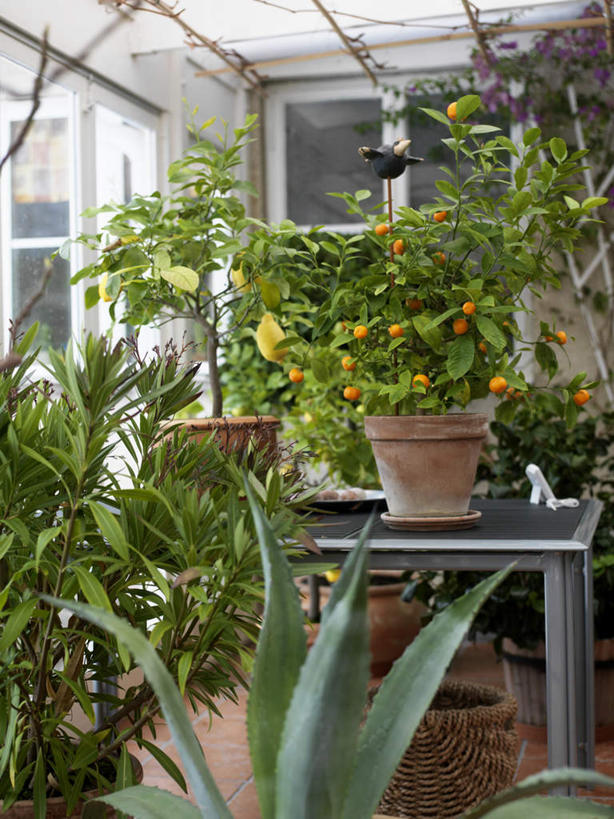 无人,竖图,俯视,室内,白天,植物,窗户,桌子,柑橘,花盆,篮筐,盆栽,房屋,屋子,园艺,盆景,温室,玻璃窗,绿色,自然,生长,成长,栽培,橘子树,橘子,桔子,橙子,橙,彩图,高角度拍摄