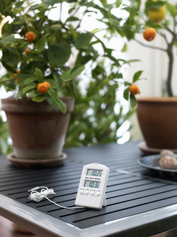 无人,竖图,俯视,室内,白天,安全,植物,窗户,生活用品,桌子,柑橘,花盆,医学,测量,盆栽,器材,温度计,房屋,屋子,园艺,盆景,温室,显示屏,玻璃窗,绿色,自然,体温计,生长,成长,快速,温度,感冒,医疗,卫生,栽培,准确,体温,精度,精准,橘子树,发烧,电子温度计,电子体温计,流感,物理,感温头,温度传感器,读数,快捷,医用温度计,量温棒,热电偶,橘子,桔子,橙子,橙,彩图,高角度拍摄