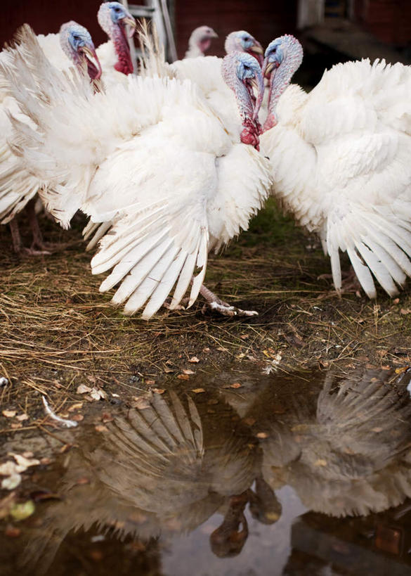 无人,家,站,竖图,俯视,室外,白天,水,鸡,许多,阴影,反射,液体,影子,房屋,屋子,泥土,水滴,土壤,火鸡,楼房,家禽,住宅,白色,动物,站着,牲畜,七面鸟,吐绶鸡,站立,彩图,高角度拍摄,房子