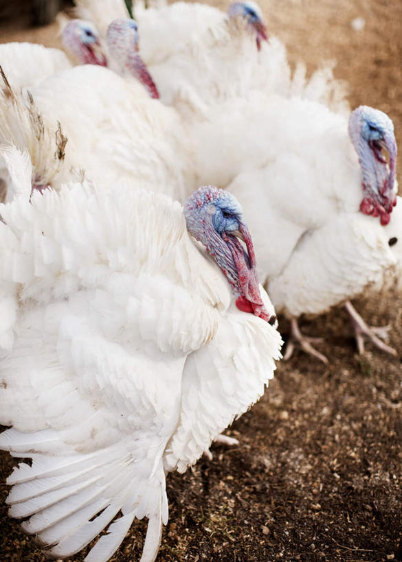 无人,家,站,竖图,俯视,室外,白天,鸡,许多,房屋,屋子,泥土,土壤,火鸡,楼房,家禽,住宅,白色,动物,站着,牲畜,七面鸟,吐绶鸡,站立,彩图,高角度拍摄,房子