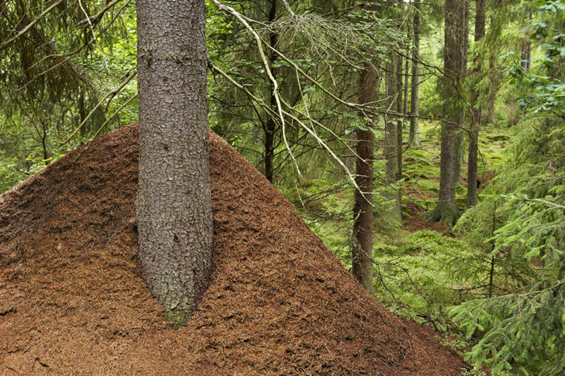 无人,横图,室外,白天,正面,旅游,度假,美景,树林,植物,一堆,许多,阴影,堆叠,堆积,光线,影子,景观,土,土堆,娱乐,树,树干,树木,拍照,绿色,阳光,自然,享受,休闲,景色,放松,摄影,生长,成长,堆,自然风光,云杉,针叶树,彩图